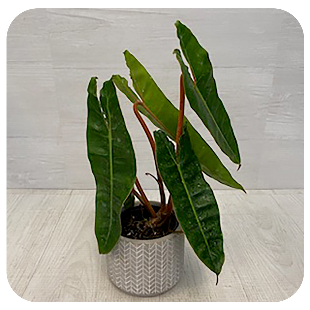 Philodendron 'Billietaie'