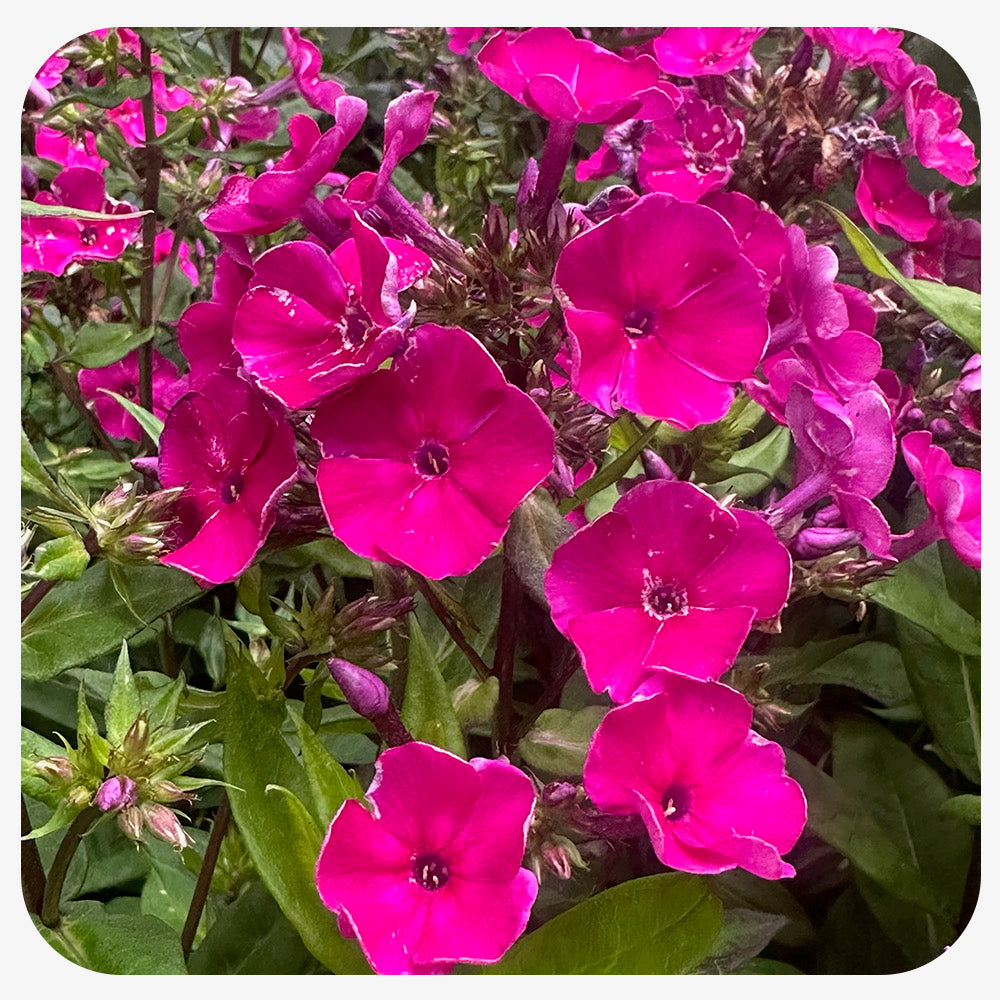 Phlox paniculata 'Super Ka Pow Fuchsia'
