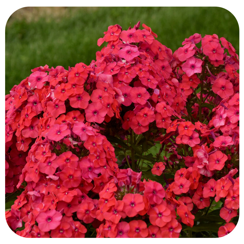 Phlox p. 'Sunset Coral' by Proven Winners