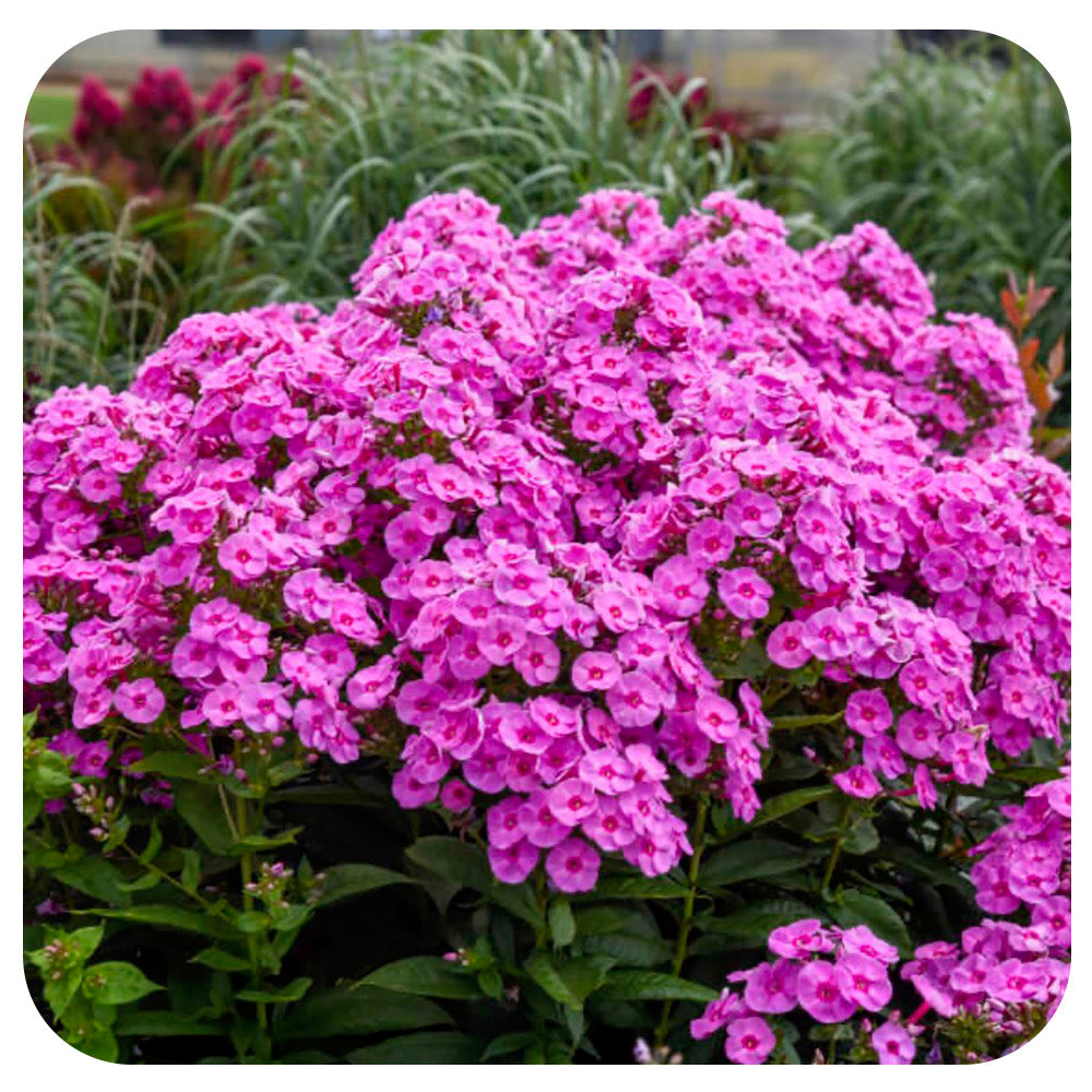 Phlox p. 'Prismatic Pink' by Proven Winners