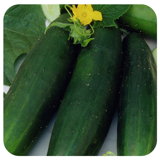 Cucumber Picolino Mini (Organic)