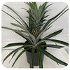 Pineapple Plant