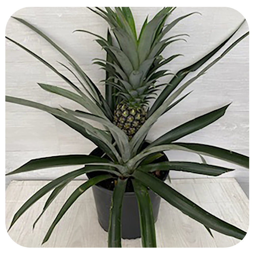 pineapple plant tesco Pineapple Plant
