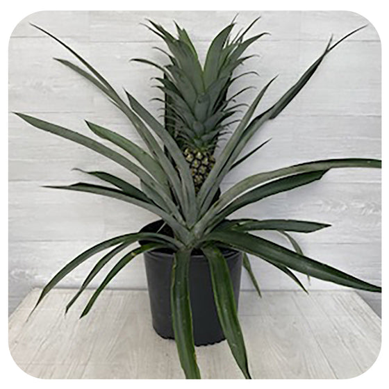 Pineapple Plant