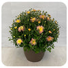 Chrysanthemum (Mums)