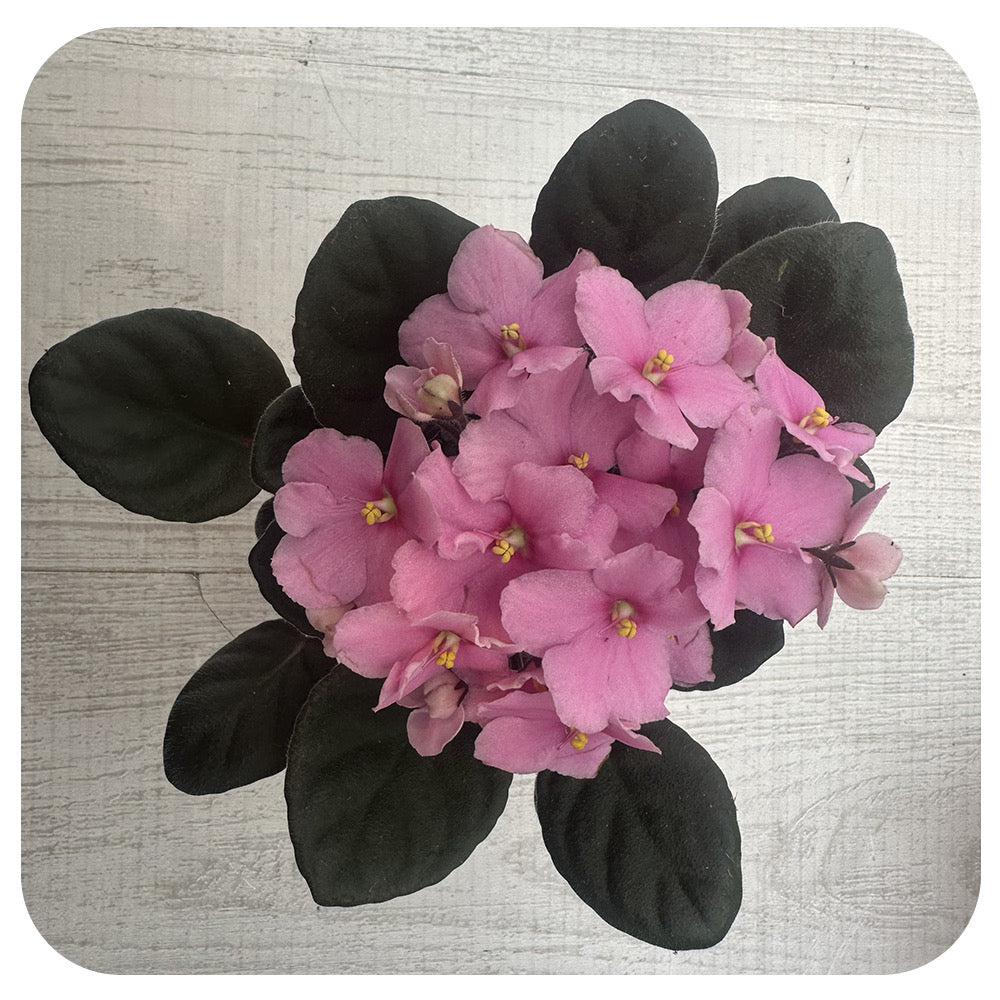 African Violets (Saintpaulia)