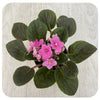 African Violets (Saintpaulia)