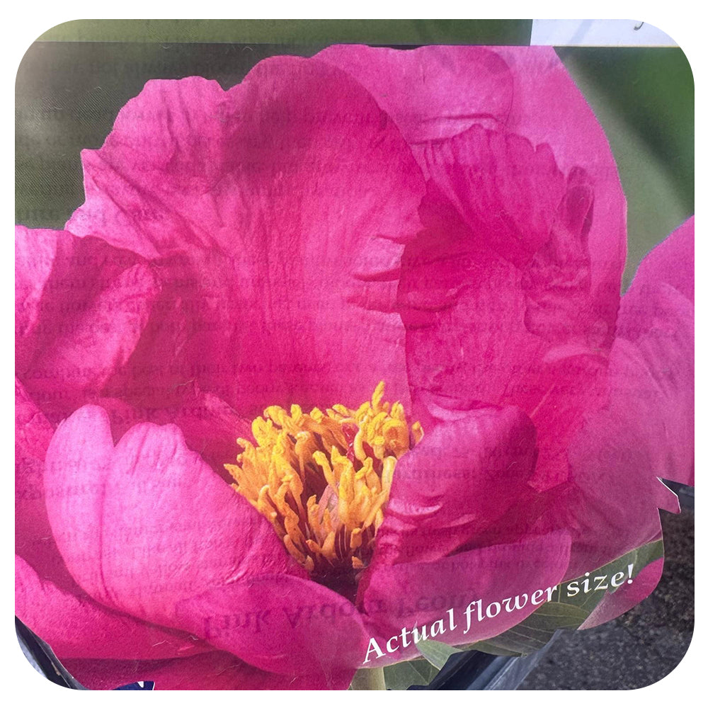 Itoh Peony ‘Pink Ardour’