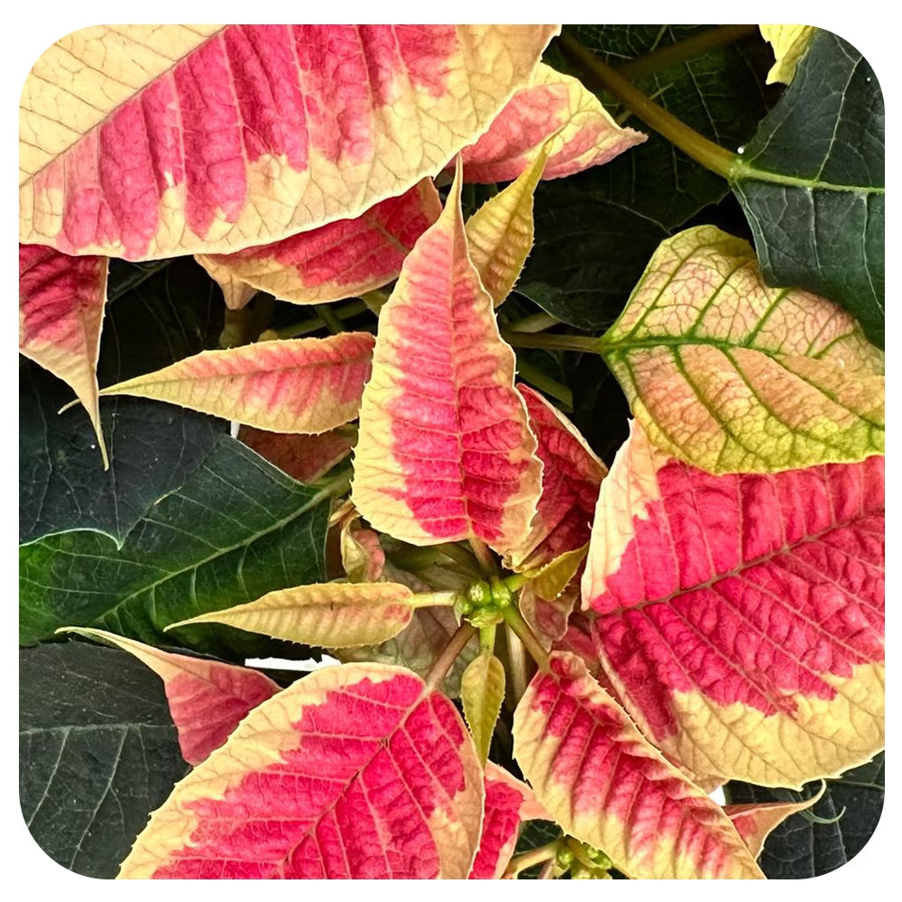 Poinsettias