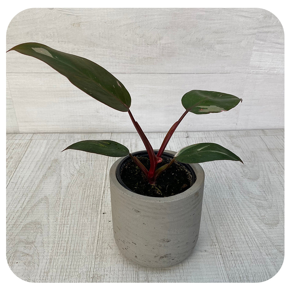 Philodendron 'Pink Princess'