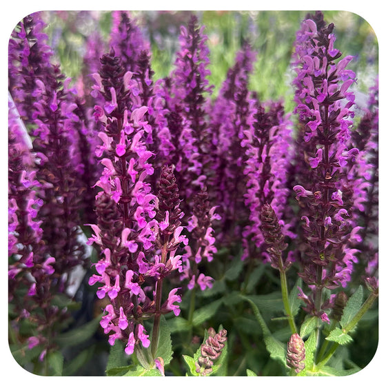 Salvia nemorosa ‘Pink Profusion’ (Perennial Sage) by Proven Winners