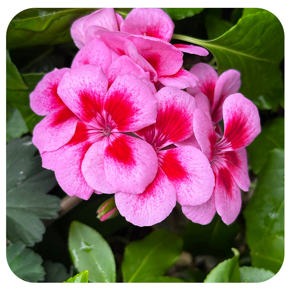 Geranium Hanging Baskets - Pink Splash