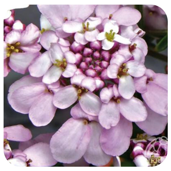 Iberis sempervirens ‘Pink Ice’ (Candytuft)