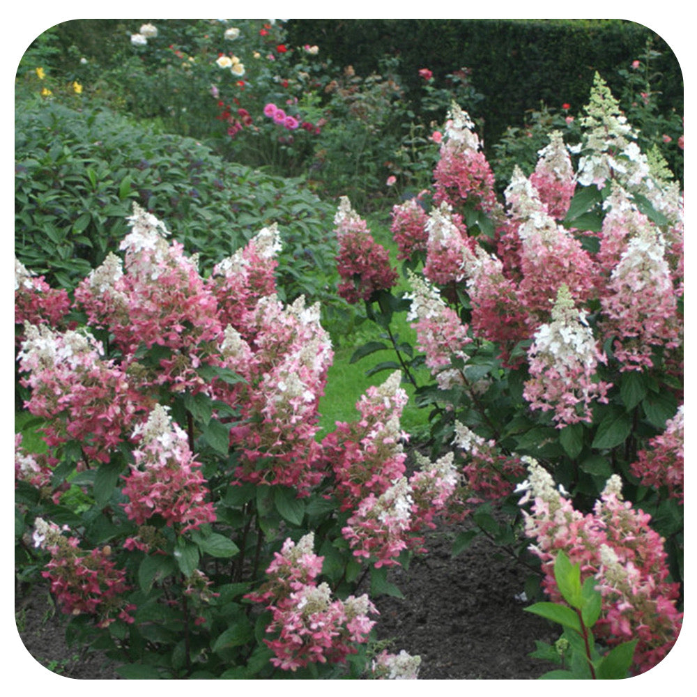 Hardy hydrangea 'Pinky Winky " (Hydrangea paniculata 'Pinky Winky")