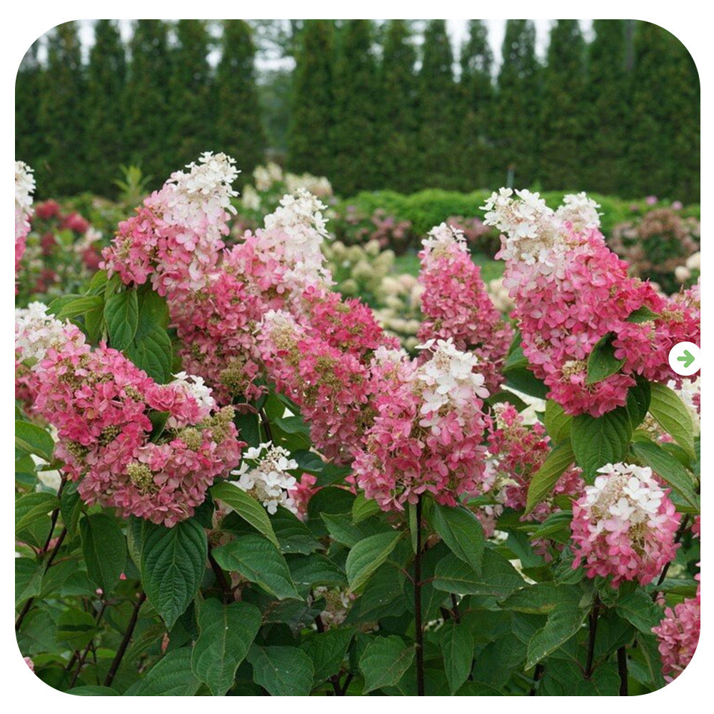 Hardy hydrangea 'Pinky Winky' Prime (Hydrangea paniculata 'Pinky Winky")