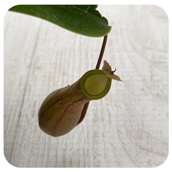 Tropical Pitcher Plant (Nepenthes alata)