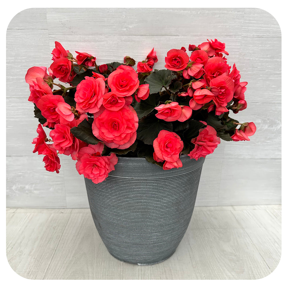 Begonia Planter
