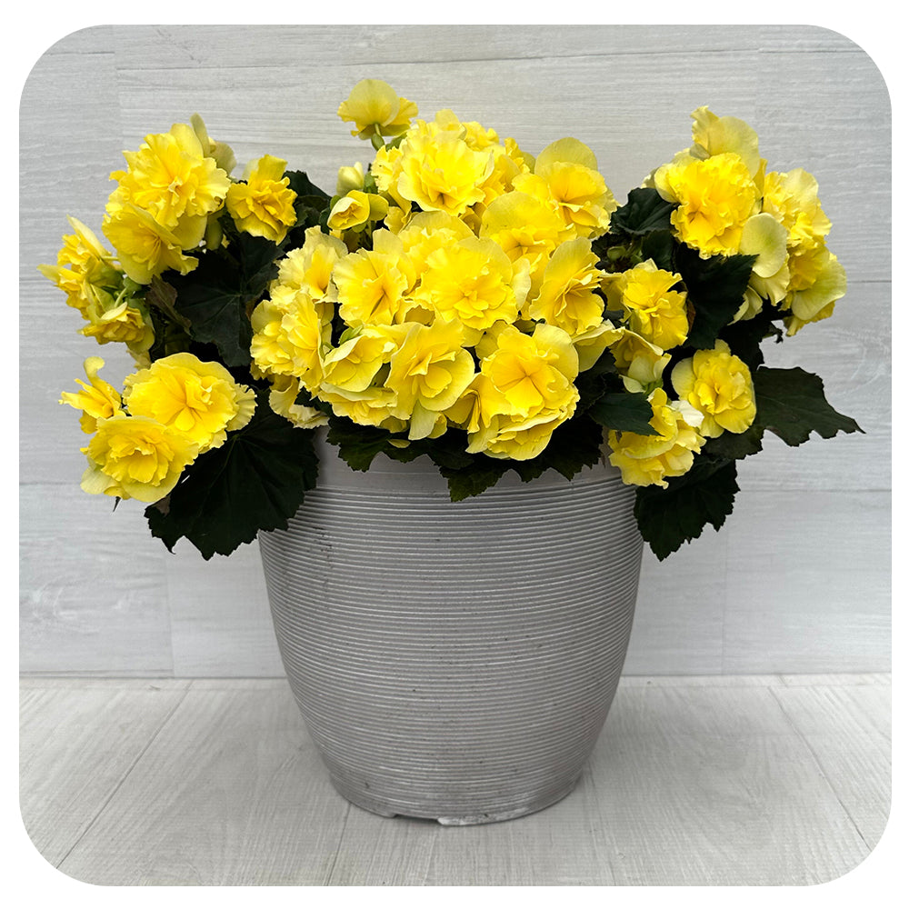 Begonia Planter