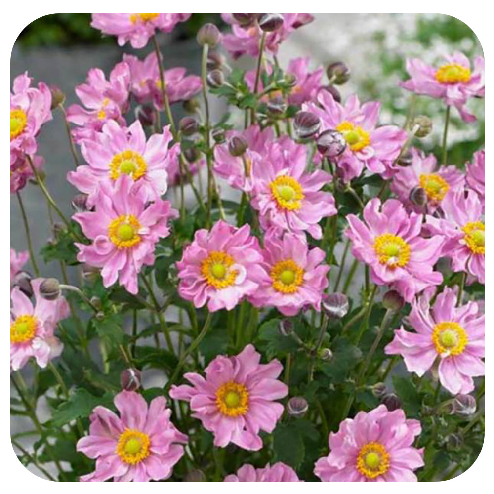 Anemone ‘Pocahontas’ (Japanese Anemone)
