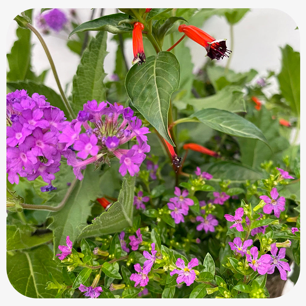 Pollinator Hanging Basket for Sun