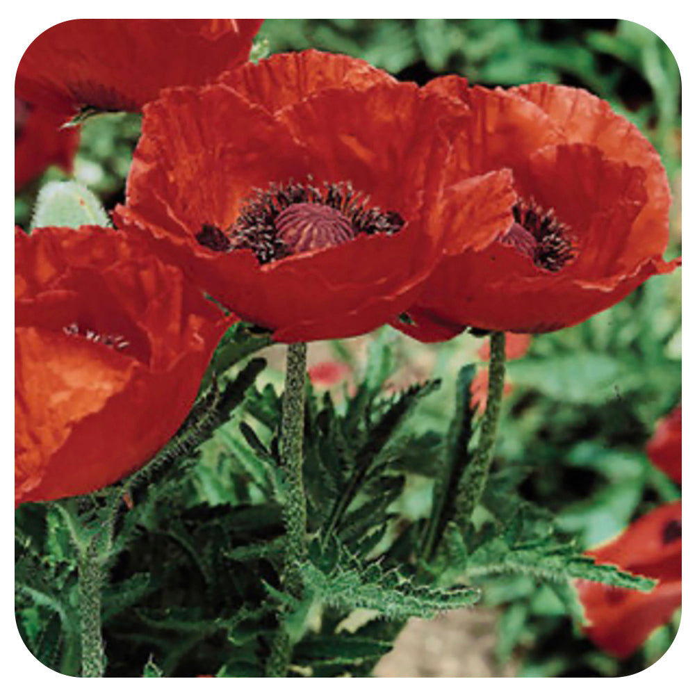 Oriental Poppy 'Beauty of Livermere' (Papaver orientale)