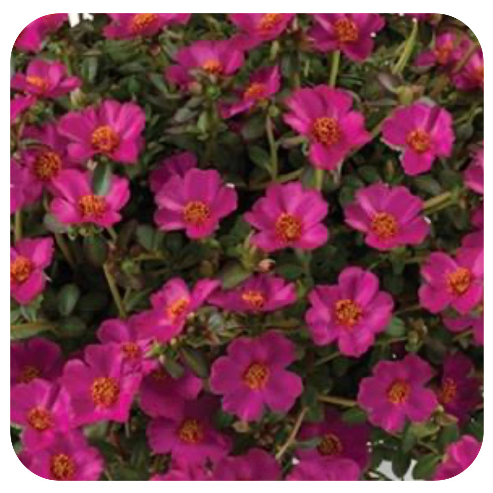 Portulaca