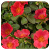 Portulaca