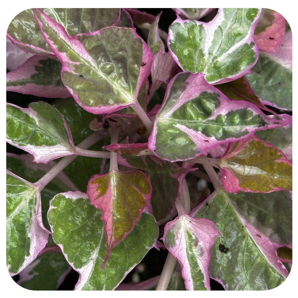 Sweet Potato Vine (Ipomoea)