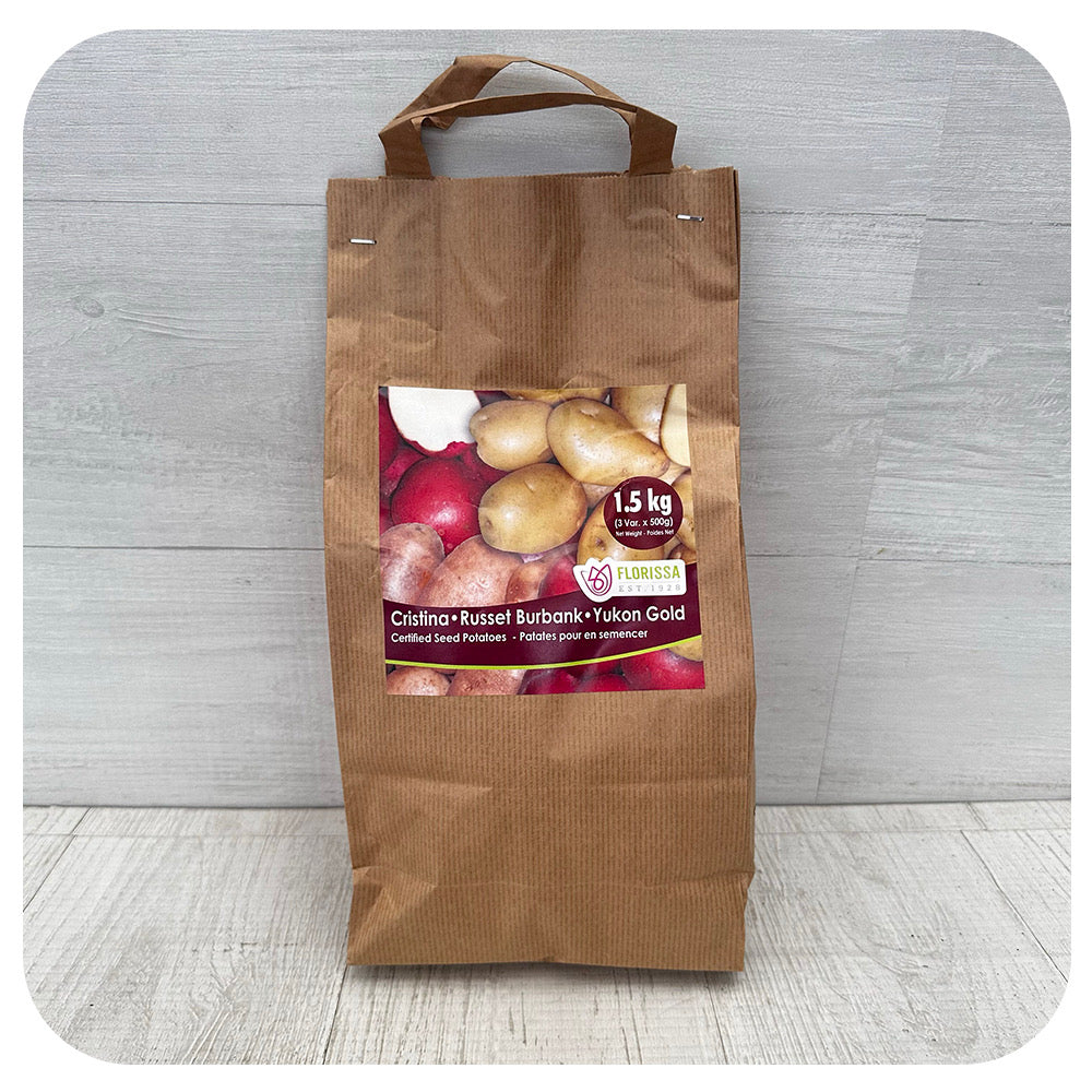 Seed Potatoes Combo Sack