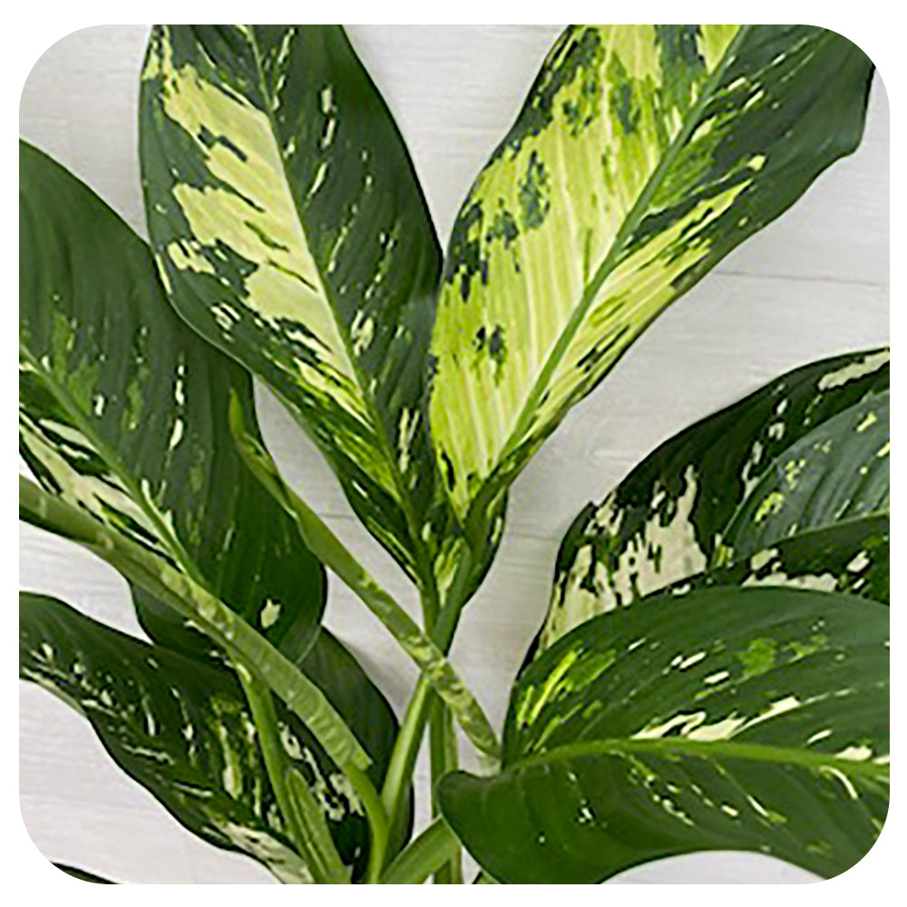 dieffenbachia puerto rico Dieffenbachia 'Puerto Rico'