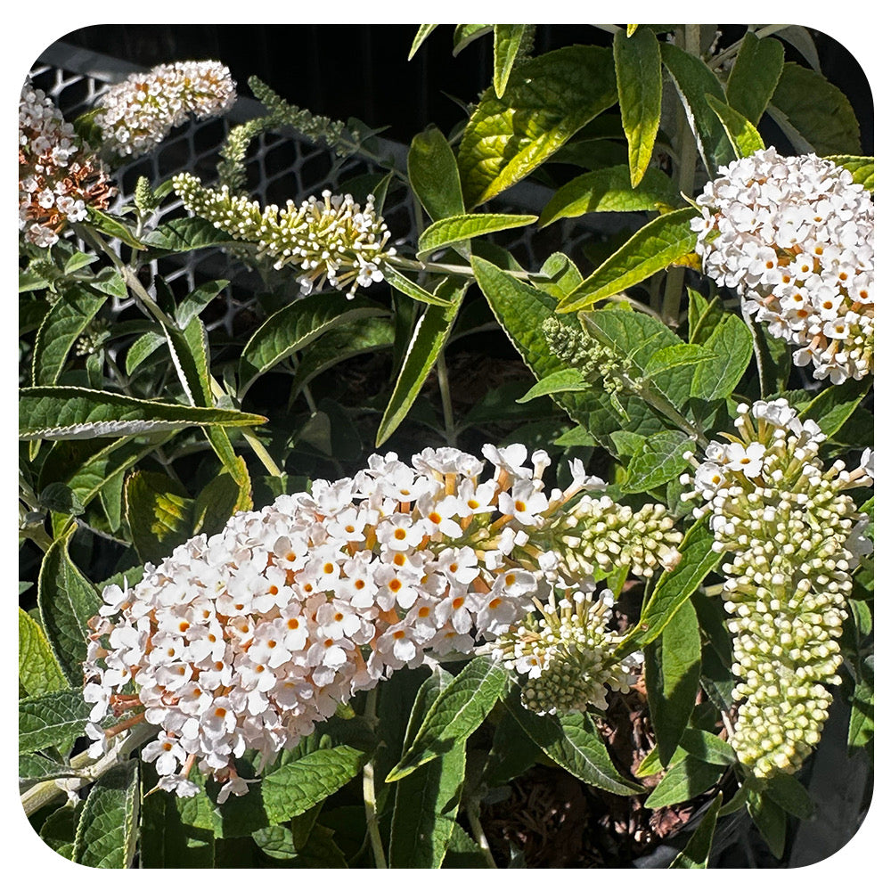 Butterfly Bush 'Pugster White' by Proven Winners' (Buddleia)