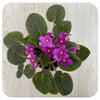 African Violets (Saintpaulia)