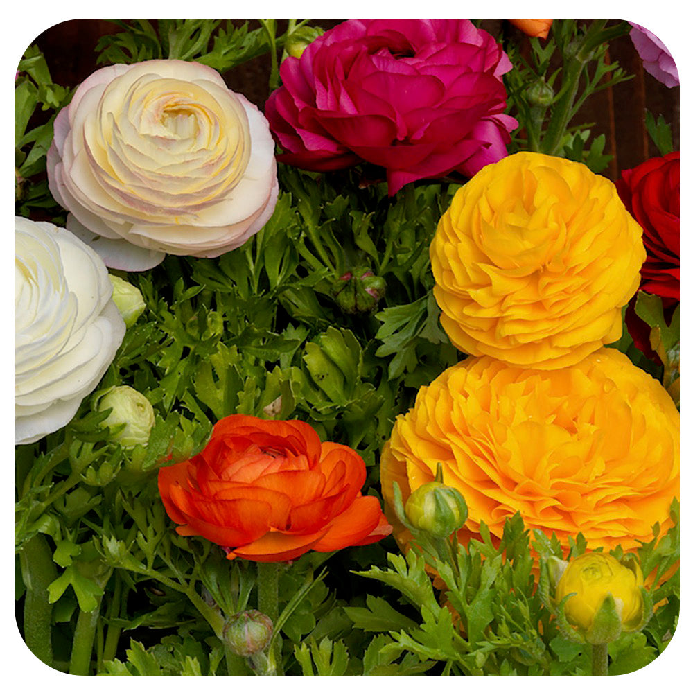 Ranunculus