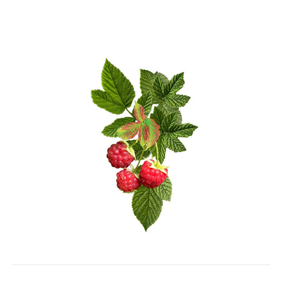 Bushel & Berry 'Raspberry Shortcake'