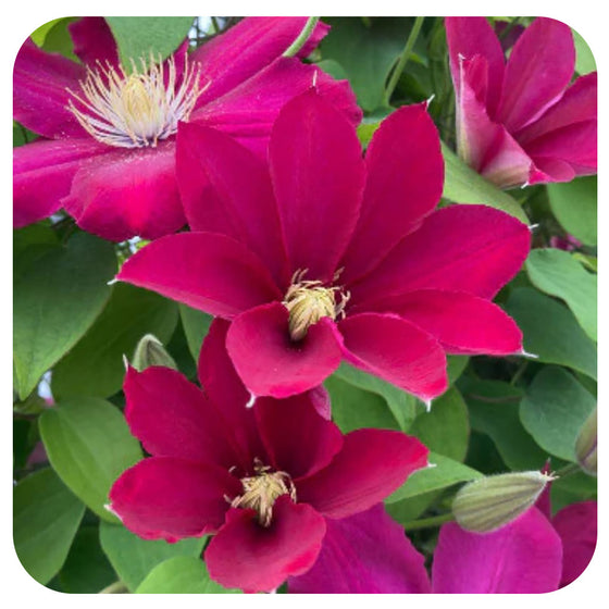 Clematis 'issey' by Raymond Evison
