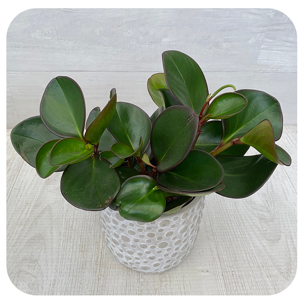 Peperomia obtusifolia - Red Edge