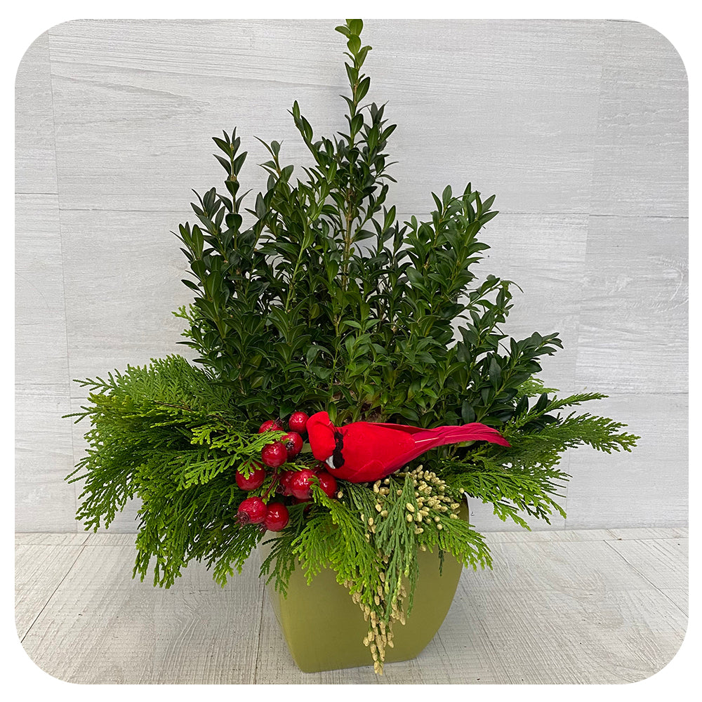 Sprouted Amaryllis Arrangement