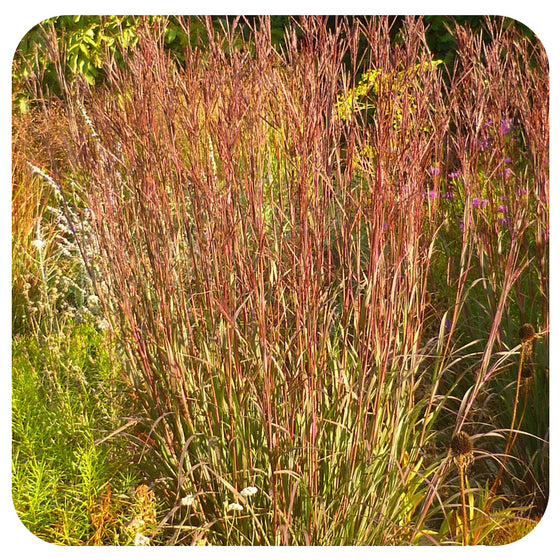 Andropogon gerardii 'Red October'