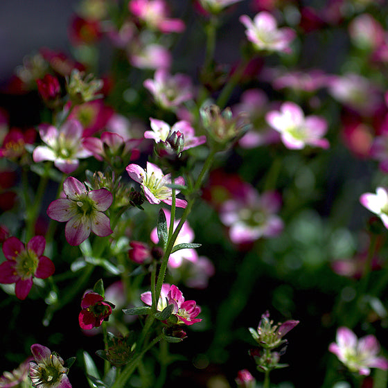 Saxifraga arendsii Marto Red Picotee