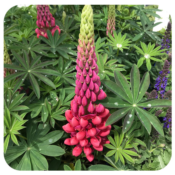 Lupin ‘Red Rum’