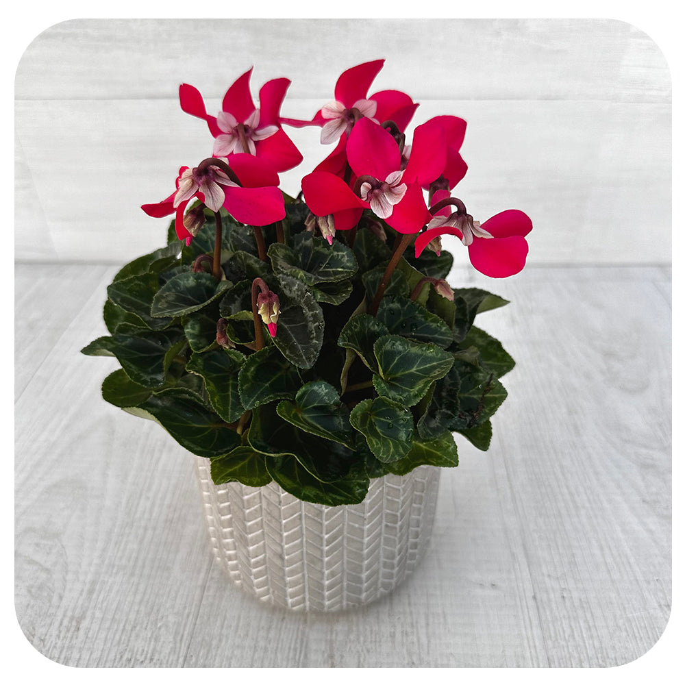 Cyclamen