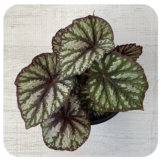 Rex Begonia -  Round Metallic Multi w. Veins