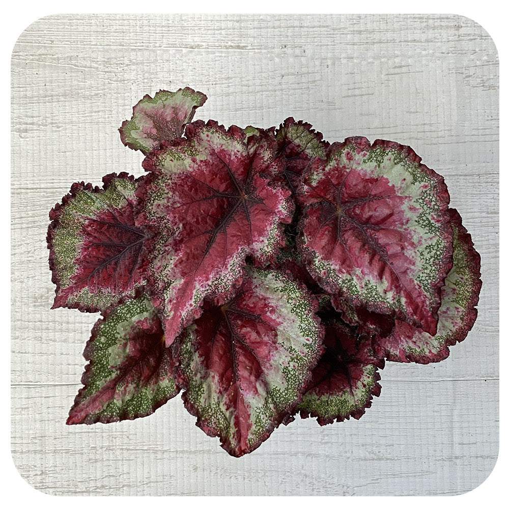 Rex Begonia - Metallic Multi