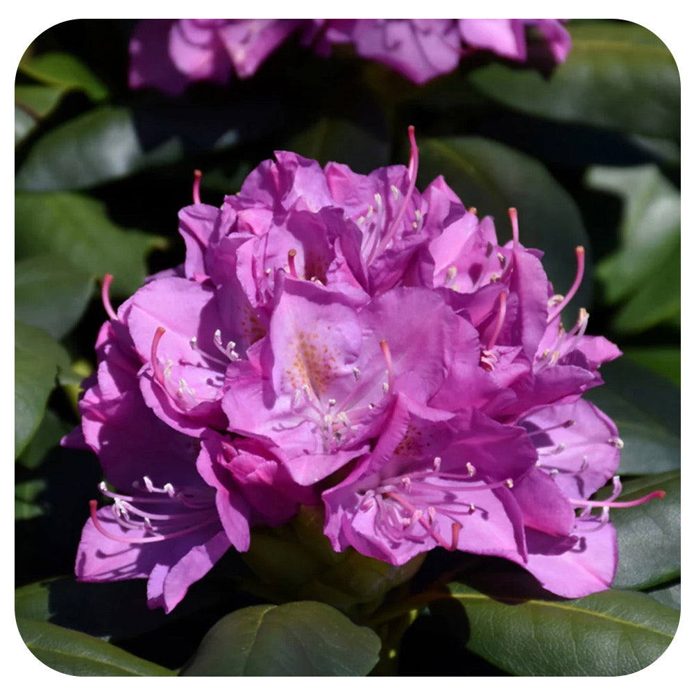 Rhododendron 'Roseum Elegans'