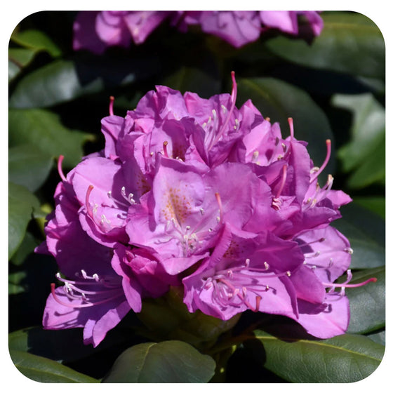 Rhododendron 'Roseum Elegans'