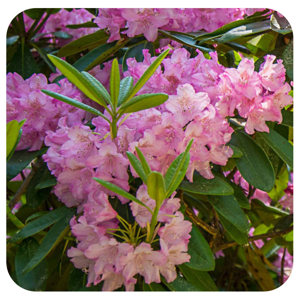 Rhododendron 'Haaga'