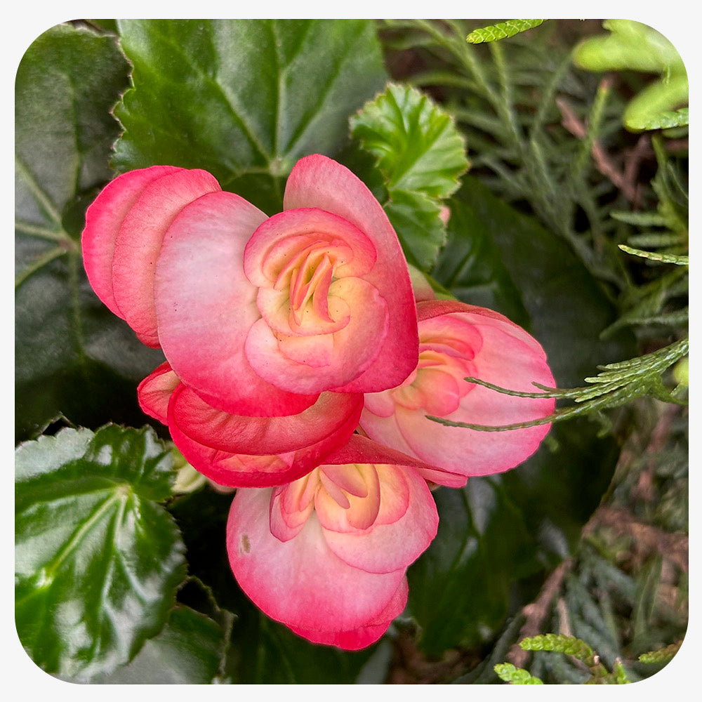 Begonia - Rieger