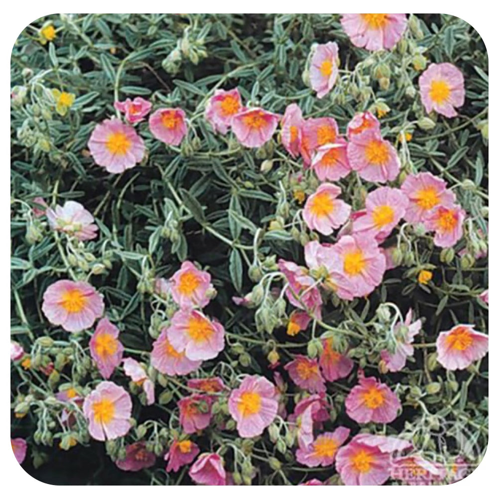 Rock Rose Wisley Pink (Helianthemum)