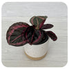 Calathea Roseopicta