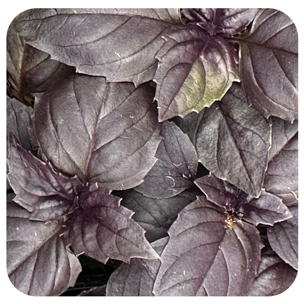 Red Rubin Basil